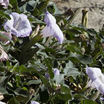 Datura