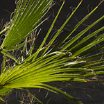 Baby Fan Palm