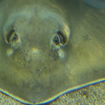 Rays
