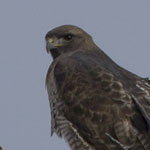 Red-Tail Hawk