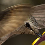 Hummingbird