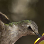 Hummingbird