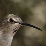 Hummingbird