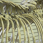Crocodile Dinosaur