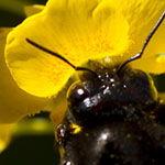 Carpenter Bee