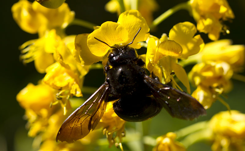 Carpenter Bee on Yellow Bird