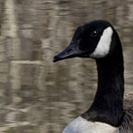 Canada Geese