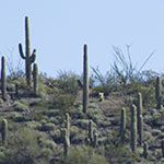 Saguaros