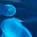 Moon Jellyfish