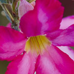 Adenium Flowers