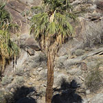 Palm Trees with Shadows