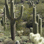 Saguaro Forest
