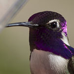 Costa's Hummingbird