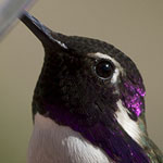 Costa's Hummingbird