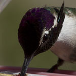 Costa's Hummingbird