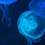 Moon Jellyfish