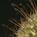 Mammillaria Cactus