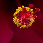 Hibiscus Flower