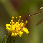 Yellow compound flower