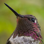 Hummingbird