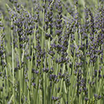 Lavender, Standing like Wheat