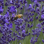 Rich Lavender