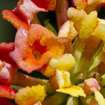 Fiesta Lantana
