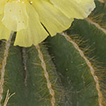 Barrel Cactus