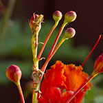 Mexican Red Bird
