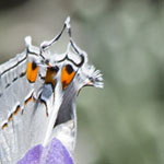 Gray Hairstreak on Lavender