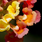 Fiesta Lantana