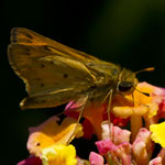 Fiery Skipper