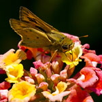 Fiery Skipper