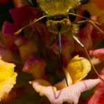 Fiery Skipper