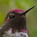 Anna's Hummingbird