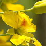 Yellow Bird