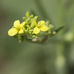 Yellow Wildflower