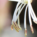 Butterfly Whirl