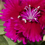 Dianthus