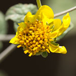Small Compound Flower