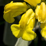 Jerusalem Sage