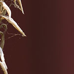 Aloe Stock