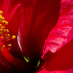 Hibiscus