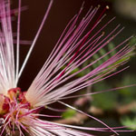 Pink Fairy Duster