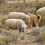 Sheep and Dogs