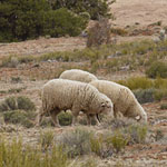 Sheep at the Canyon