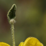 Jerusalem Sage