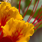 Red Bird