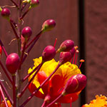 Red Bird