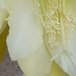 Yellow Epiphyllum